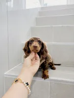 levi, a male Miniature Dachshund for sale in New York City, NY – 10 of 10