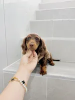 levi, a male Miniature Dachshund for sale in New York City, NY – 5 of 10