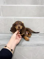 dachshund 4, a male Miniature Dachshund for sale in New York City, NY – 2 of 10