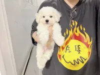 jerry, a male Bichon Frise for sale in New York City, NY – 6 of 7