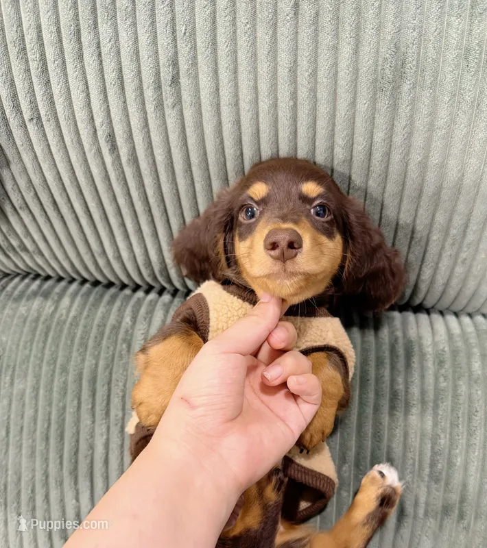 jacky – Miniature Dachshund puppy for sale in New York City, NY