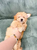 jacky, a male Maltipoo for sale in New York City, NY – 3 of 4