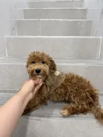 jack, a male Maltipoo for sale in New York City, NY – 2 of 6