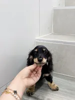 milk, a male Miniature Dachshund for sale in New York City, NY – 6 of 9