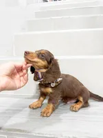 dachshund 3, a male Miniature Dachshund for sale in New York City, NY – 4 of 10