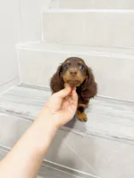 jerry, a male Miniature Dachshund for sale in New York City, NY – 3 of 4