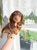 deson, a male Miniature Dachshund for sale in New York City, NY – 2 of 3