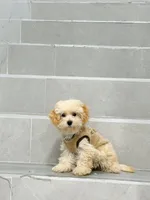 ann, a female Bichon Frise and Poodle - Toy  for sale in New York City, NY – 9 of 9
