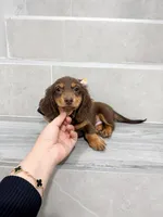 dachshund 4, a male Miniature Dachshund for sale in New York City, NY – 4 of 10