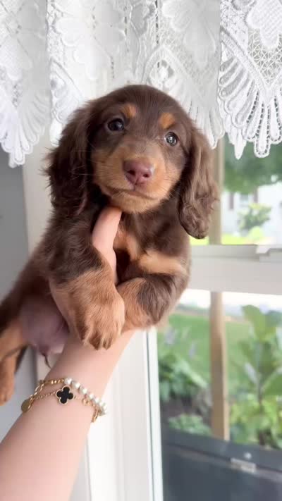 deson, a male Miniature Dachshund for sale in New York City, NY – 3 of 3