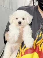 jerry, a male Bichon Frise for sale in New York City, NY – 1 of 7
