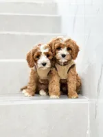 anne, a male Cavapoo for sale in New York City, NY – 3 of 10