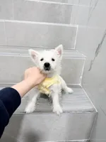 west, a male West Highland White Terrier for sale in New York City, NY – Photo 3 of 5