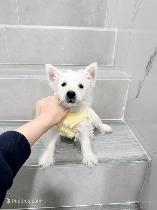 west – West Highland White Terrier puppy for sale in New York City, NY