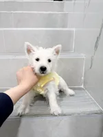 west, a male West Highland White Terrier for sale in New York City, NY – Photo 4 of 5
