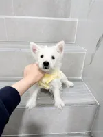 west, a male West Highland White Terrier for sale in New York City, NY – Photo 2 of 5