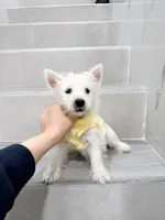 west, a male West Highland White Terrier for sale in New York City, NY – Photo 5 of 5