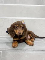 dachshund 4, a male Miniature Dachshund for sale in New York City, NY – 7 of 10