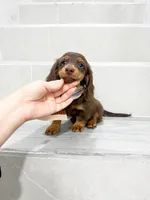dachshund 2, a male Miniature Dachshund for sale in New York City, NY – 7 of 10