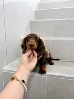 levi, a male Miniature Dachshund for sale in New York City, NY – 2 of 10