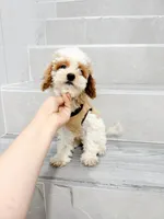 maggie, a female Cavapoo for sale in New York City, NY – 10 of 10