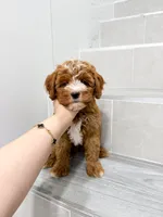 jack, a male Cavapoo for sale in New York City, NY – 2 of 10