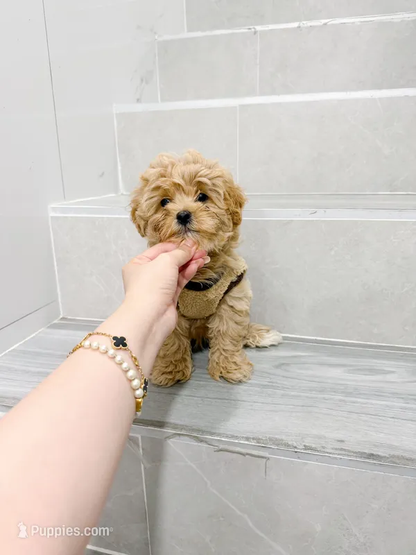Jason – Maltipoo puppy for sale in New York City, NY