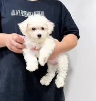 annie, a female Bichon Frise for sale in New York City, NY – 8 of 10