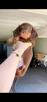 amy, a female Miniature Dachshund for sale in New York City, NY – 4 of 4
