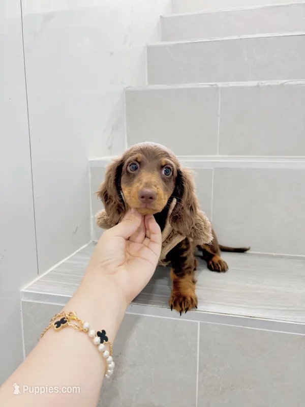 levi – Miniature Dachshund puppy for sale in New York City, NY