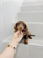 levi, a male Miniature Dachshund for sale in New York City, NY – 1 of 10