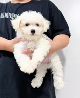 annie, a female Bichon Frise for sale in New York City, NY – 7 of 10