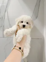 jerry, a male Bichon Frise for sale in New York City, NY – 2 of 7