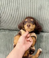 jacky, a male Miniature Dachshund for sale in New York City, NY – 2 of 7