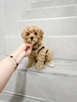 Jason, a male Maltipoo for sale in New York City, NY – 8 of 10
