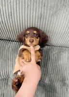 jacky, a male Miniature Dachshund for sale in New York City, NY – 4 of 7