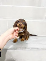 dachshund 2, a male Miniature Dachshund for sale in New York City, NY – 4 of 10
