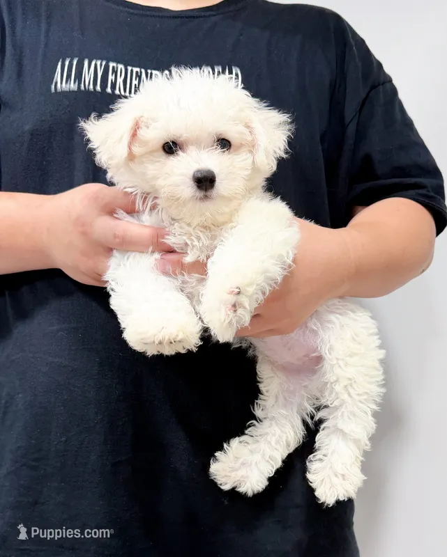 annie – Bichon Frise puppy for sale in New York City, NY