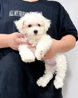 annie, a female Bichon Frise for sale in New York City, NY – 1 of 10