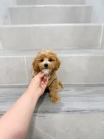 maggie, a female Maltipoo for sale in New York City, NY – 7 of 7
