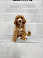 jason, a male Cavapoo for sale in New York City, NY – 3 of 10