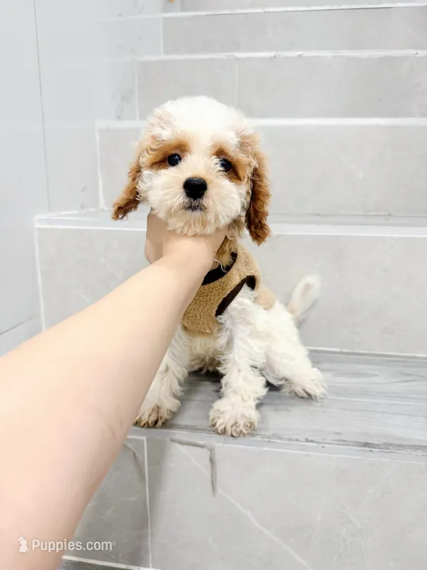 mld – Cockapoo puppy for sale in New York City, NY