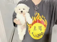 jerry, a male Bichon Frise for sale in New York City, NY – 3 of 7