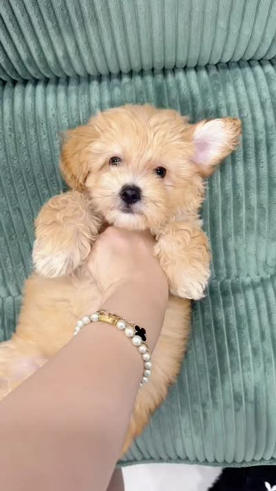 jacky, a male Maltipoo for sale in New York City, NY – 4 of 4