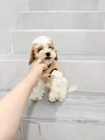maggie, a female Cavapoo for sale in New York City, NY – 9 of 10
