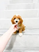 jacky, a male Maltipoo for sale in New York City, NY – 5 of 10