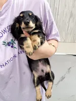 milk, a male Miniature Dachshund for sale in New York City, NY – 3 of 9