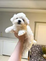 john, a male Maltipom for sale in New York City, NY – Photo 3 of 3