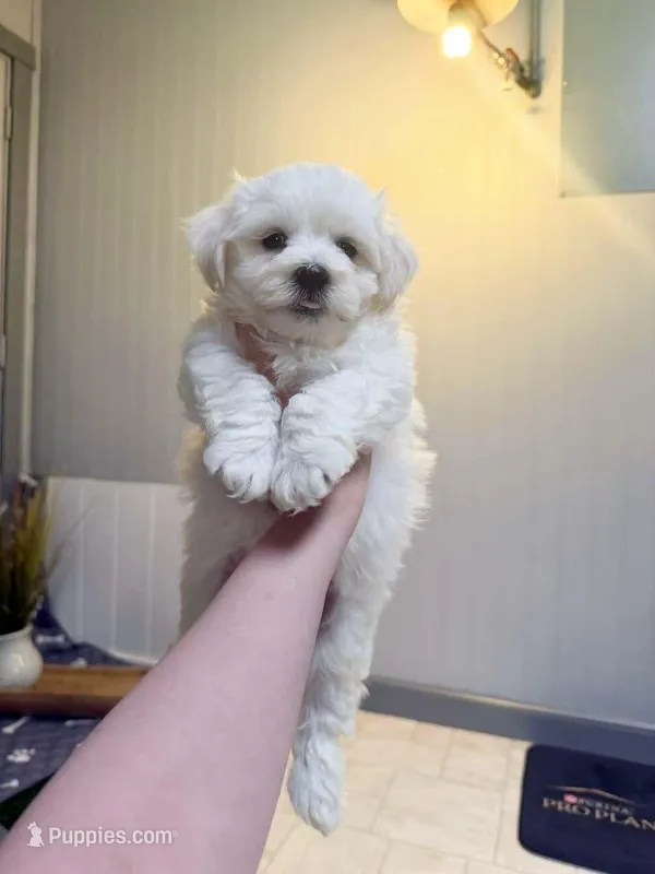 john – Maltipom puppy for sale in New York City, NY