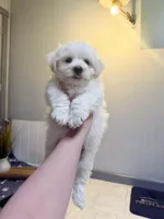 john, a male Maltipom for sale in New York City, NY – Photo 1 of 3